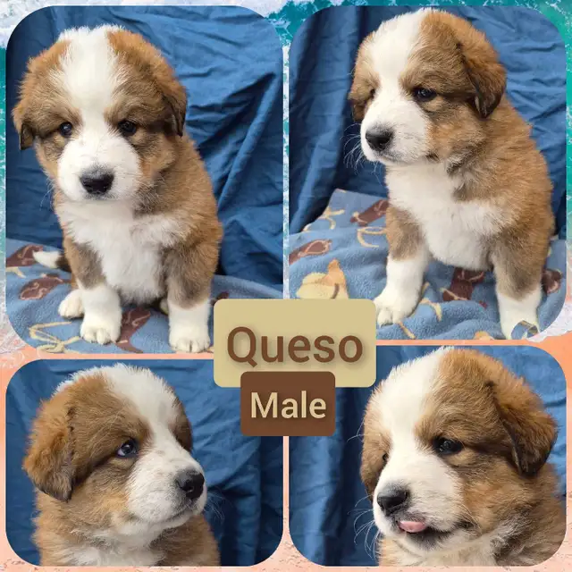 Bernese Pyrenees pups - Photo 7