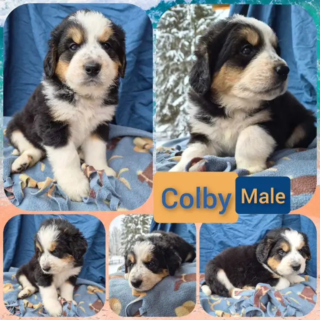 Bernese Pyrenees pups - Photo 8