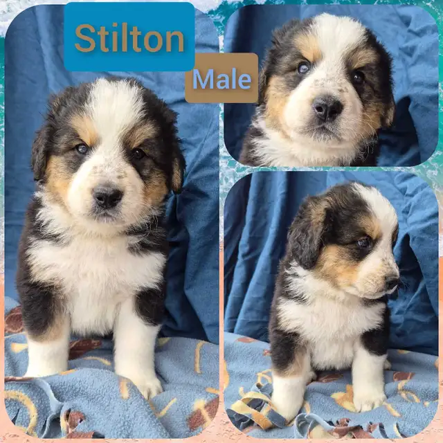 Bernese Pyrenees pups - Photo 9
