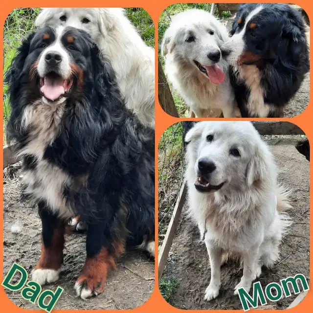 Bernese Pyrenees pups - Photo 10