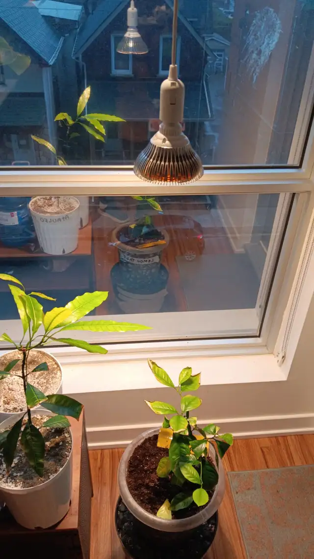 150W Equivalent LED Grow Lights (Pair) - Full Setup - $45