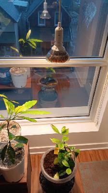 150W Equivalent LED Grow Lights (Pair) - Full Setup - $45