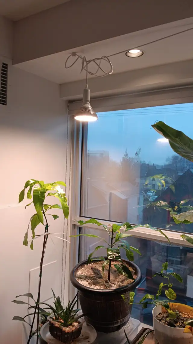 150W Equivalent LED Grow Lights (Pair) - Full Setup - $45 - Photo 2