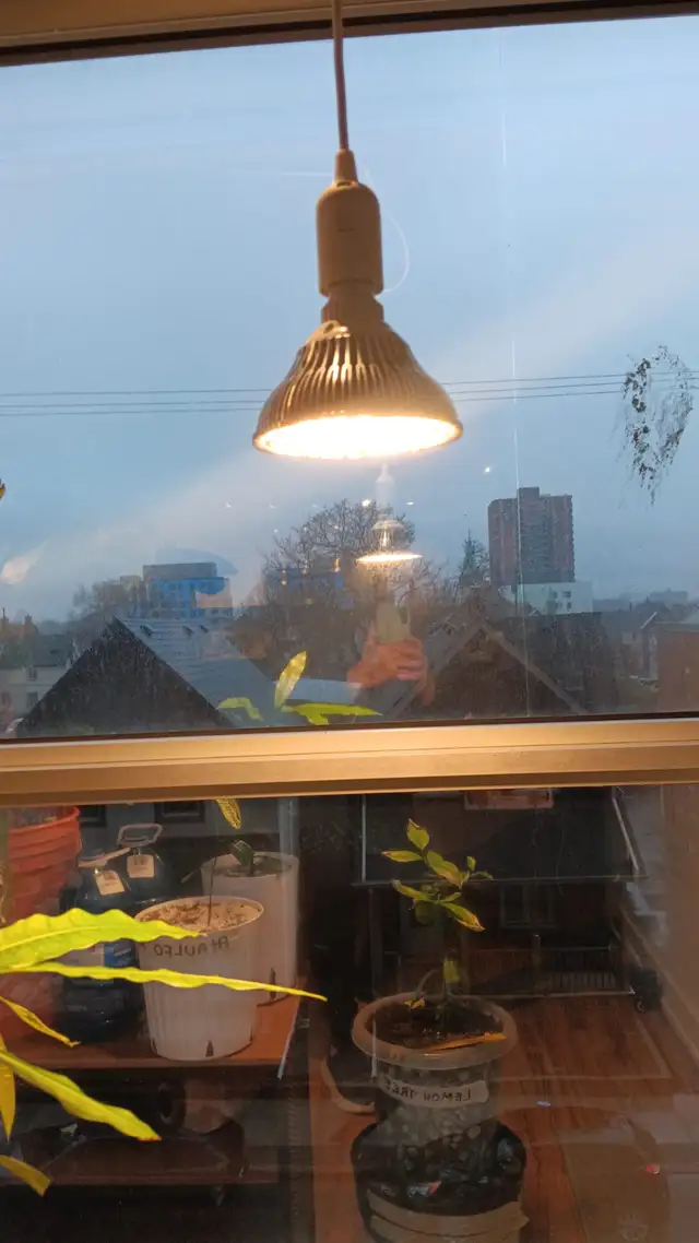 150W Equivalent LED Grow Lights (Pair) - Full Setup - $45 - Photo 4