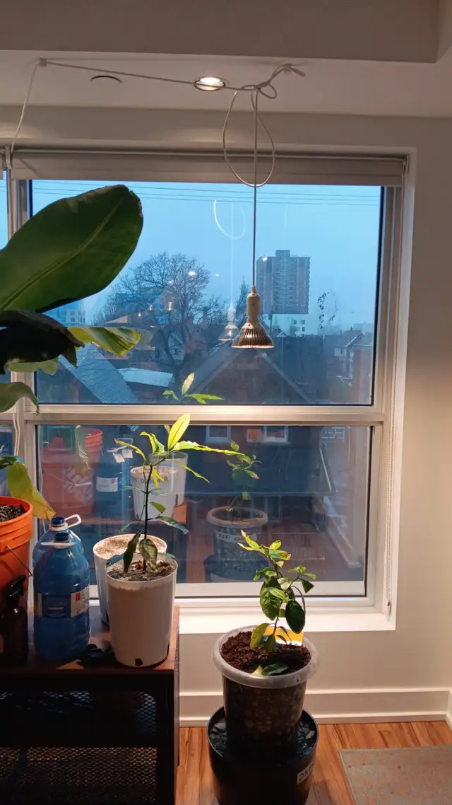 150W Equivalent LED Grow Lights (Pair) - Full Setup - $45 - Photo 9