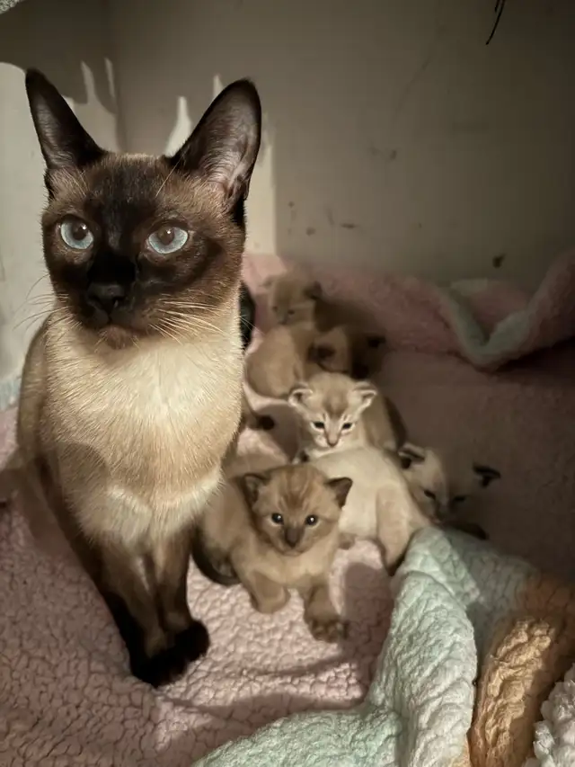 ❤️ Adorables chatons siamois ❤️