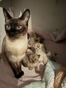 ❤️ Adorables chatons siamois ❤️