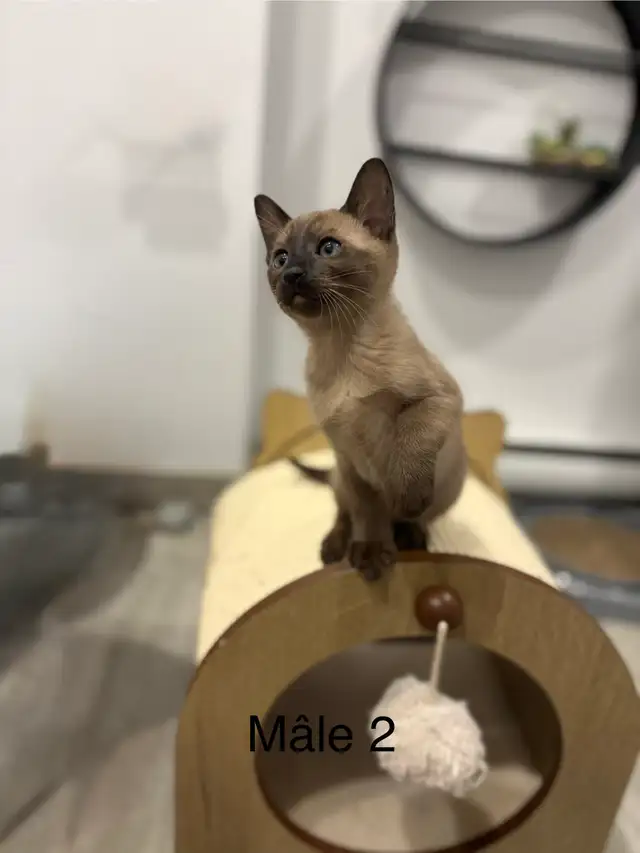 ❤️ Adorables chatons siamois ❤️ - Photo 2