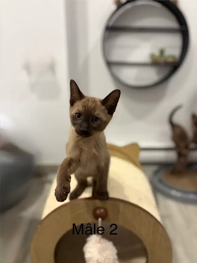 ❤️ Adorables chatons siamois ❤️ - Photo 3