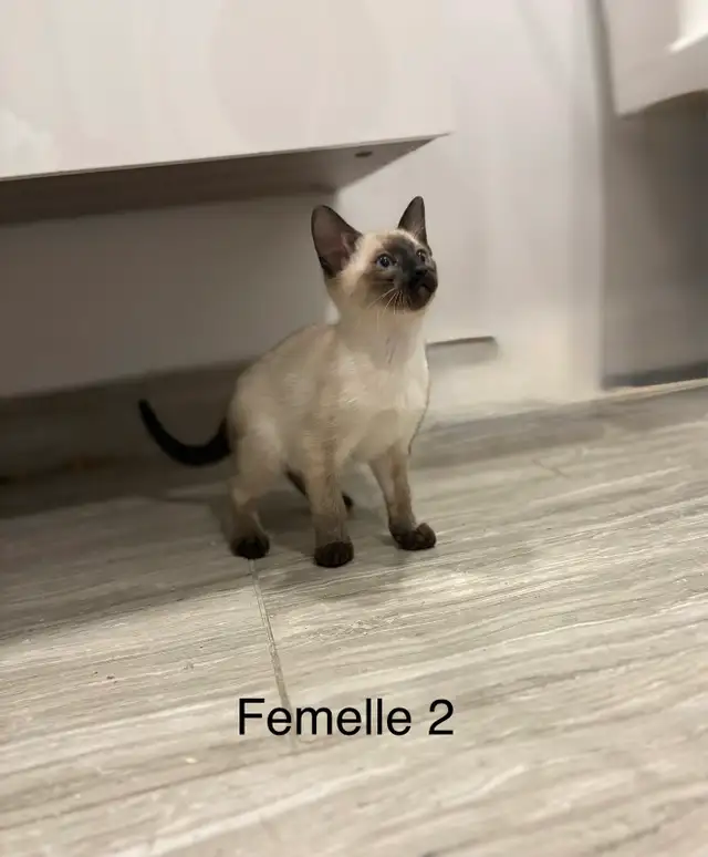 ❤️ Adorables chatons siamois ❤️ - Photo 4