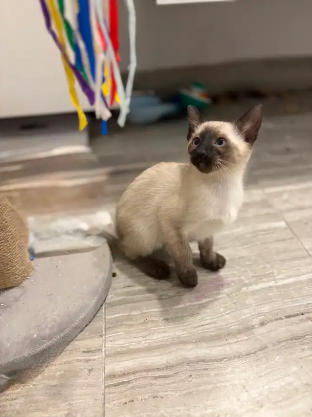 ❤️ Adorables chatons siamois ❤️ - Photo 5