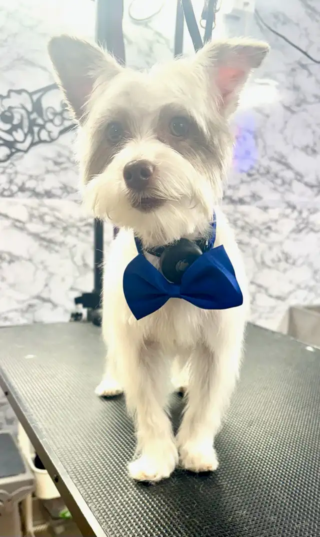 Responsible Family Seeking Long-Term Rental – May 1 or sooner - Photo 2