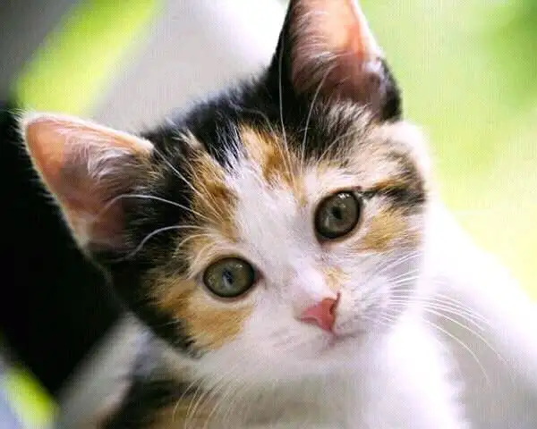 No.1 Dog Walking & Petsitting Services - Photo 9