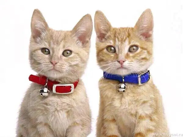 No.1 Dog Walking & Petsitting Services - Photo 10