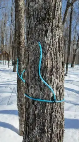 fresh ont maple syrup 2026 season - Photo 3