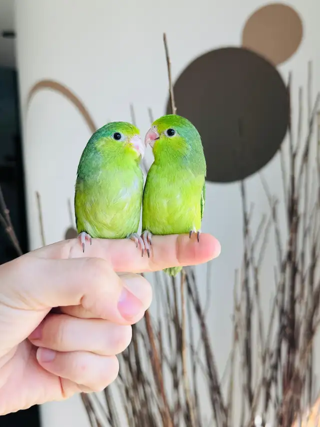 handfed and handtame parrotlets - Photo 3