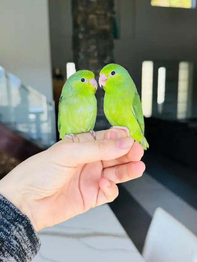 handtame and super friendly parrotlet babies