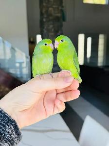 handtame and super friendly parrotlet babies