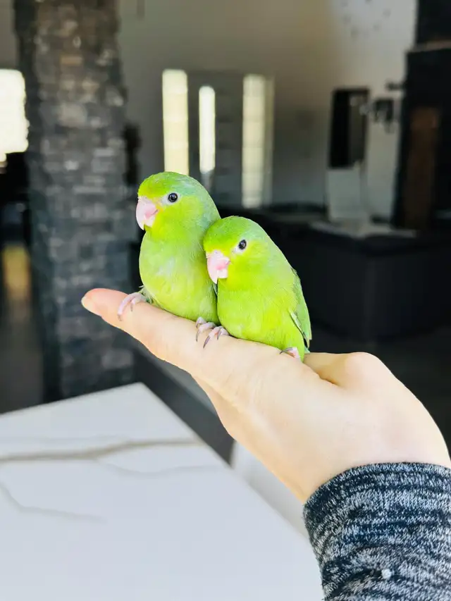 super friendly and handtame Parrotlets - Photo 3