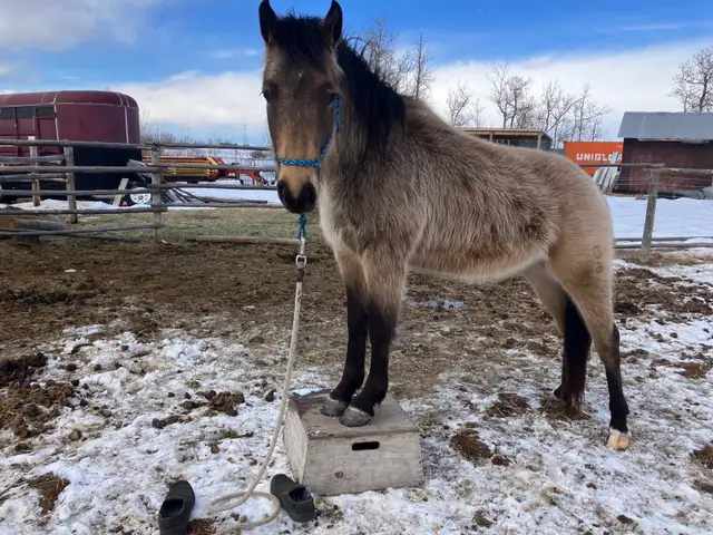 3 yo Gelding - Photo 2