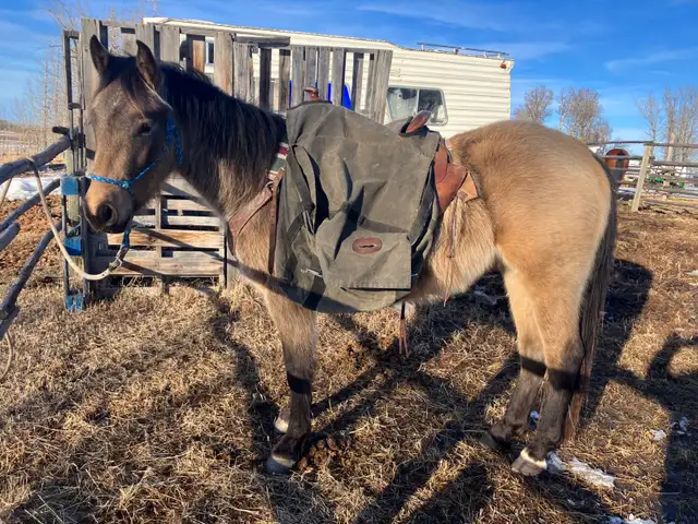 3 yo Gelding - Photo 3