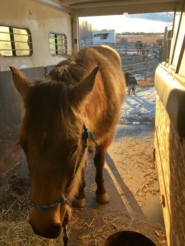 3 yo Gelding - Photo 4