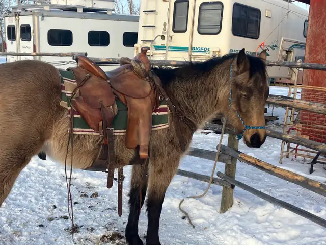 3 yo Gelding - Photo 5