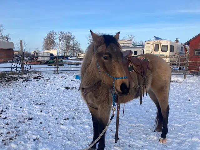 3 yo Gelding - Photo 6