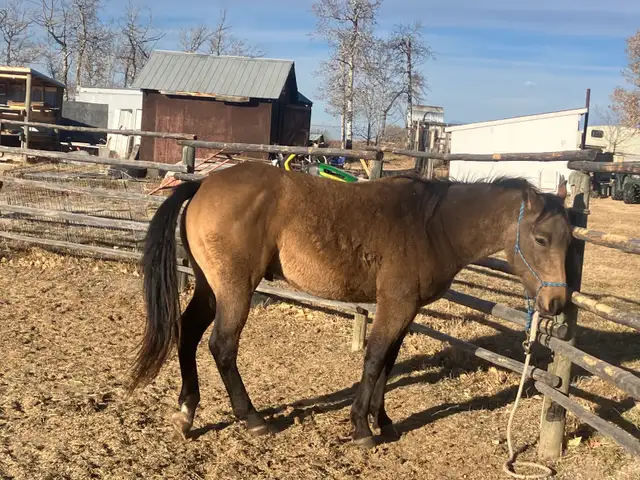 3 yo Gelding - Photo 7