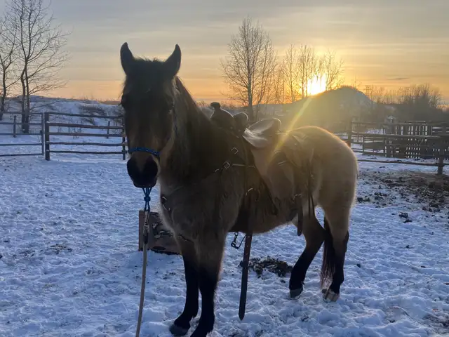 3 yo Gelding - Photo 8