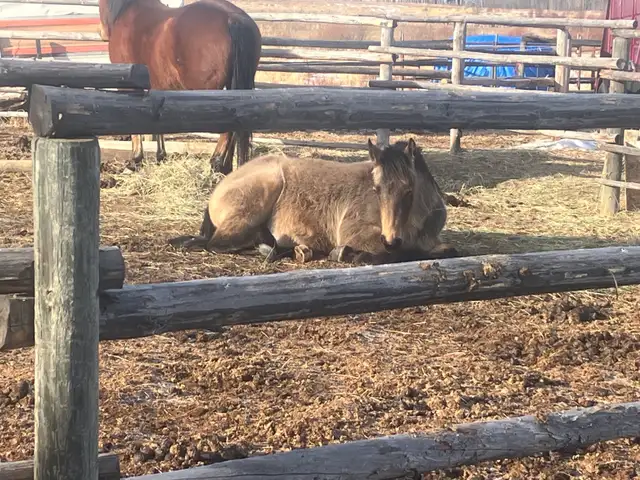 3 yo Gelding - Photo 9