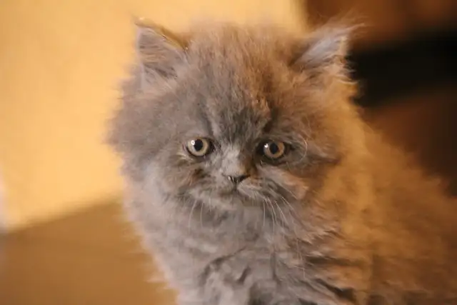 Purebred Dollface Persians Silver Shaded Chinchillas