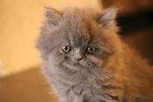 Purebred Dollface Persians Silver Shaded Chinchillas