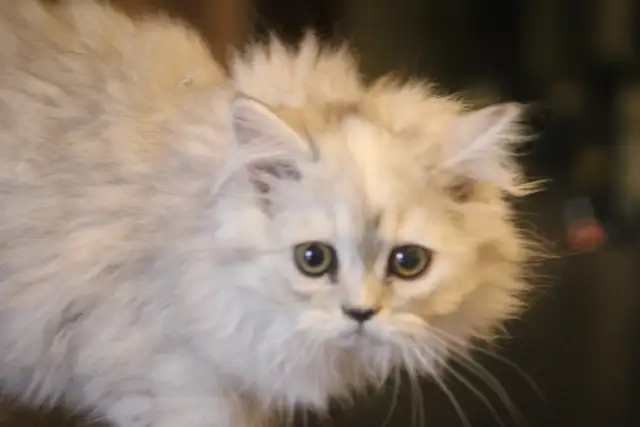 Purebred Dollface Persians Silver Shaded Chinchillas - Photo 2