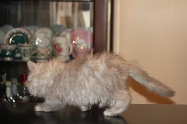 Purebred Dollface Persians Silver Shaded Chinchillas - Photo 3