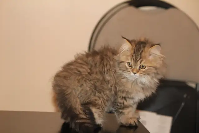 Purebred Dollface Persians Silver Shaded Chinchillas - Photo 4