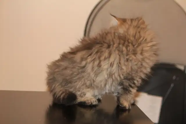 Purebred Dollface Persians Silver Shaded Chinchillas - Photo 5