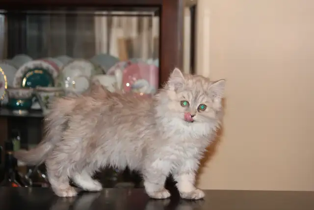 Purebred Dollface Persians Silver Shaded Chinchillas - Photo 6