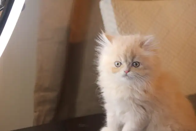 Purebred Dollface Persians Silver Shaded Chinchillas - Photo 7