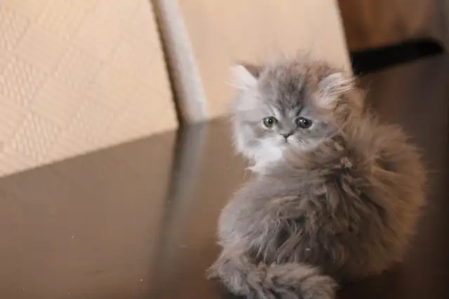 Purebred Dollface Persians Silver Shaded Chinchillas - Photo 8