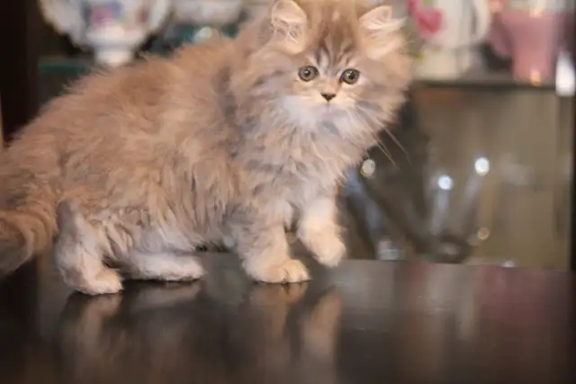 Purebred Dollface Persians Silver Shaded Chinchillas - Photo 9