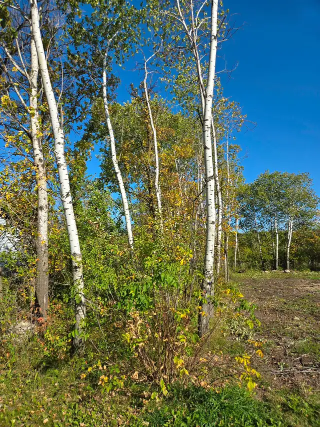 100' x 100' lot for sale - Photo 5