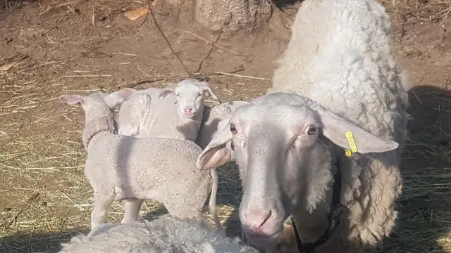 Purebred East Fresian Lambs - Photo 2