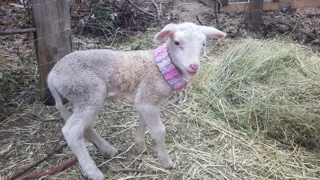 Purebred East Fresian Lambs - Photo 3