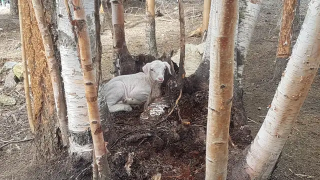 Purebred East Fresian Lambs - Photo 4