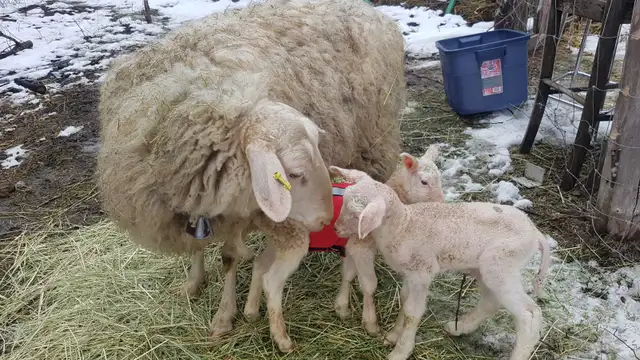Purebred East Fresian Lambs - Photo 5