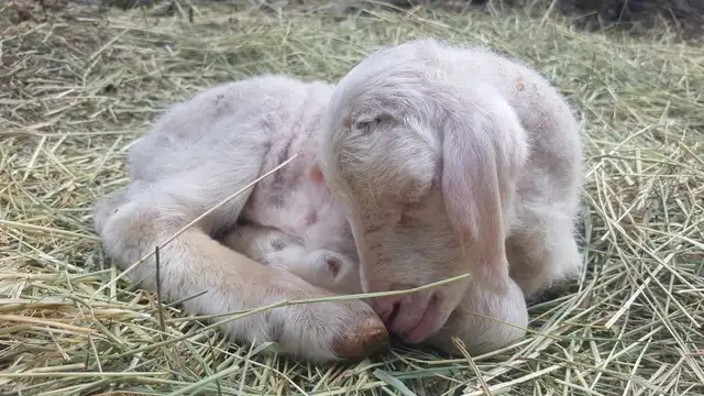 Purebred East Fresian Lambs - Photo 7