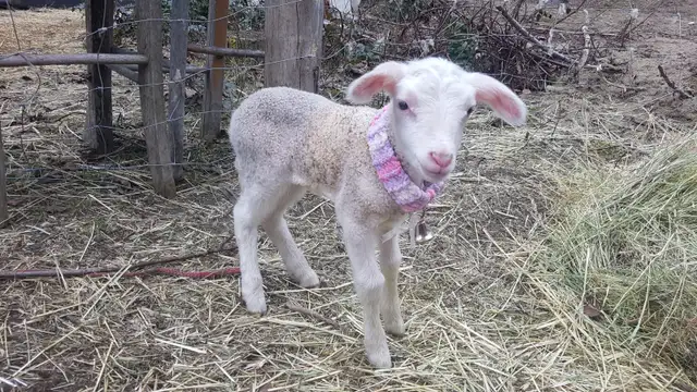 Purebred East Fresian Lambs - Photo 8