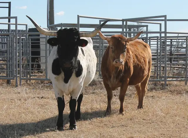 13 Bred Commercial Longhorn Cows Available