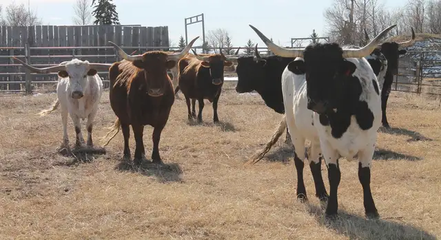 13 Bred Commercial Longhorn Cows Available - Photo 2